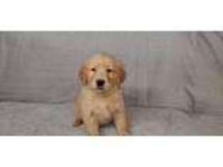 Golden Retriever Puppy for sale in Ashburnham, MA, USA