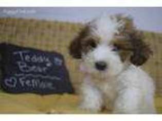 Mutt Puppy for sale in Minocqua, WI, USA