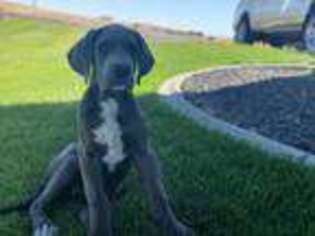 Great Dane Puppy for sale in Jerome, ID, USA