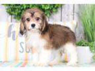 Cavachon Puppy for sale in Howard, OH, USA