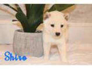 Shiba Inu Puppy for sale in Bernville, PA, USA