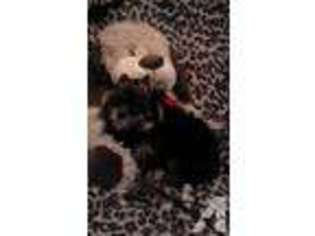 Yorkshire Terrier Puppy for sale in RICHMOND, TX, USA