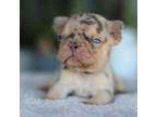 French Bulldog Puppy for sale in White City, OR, USA