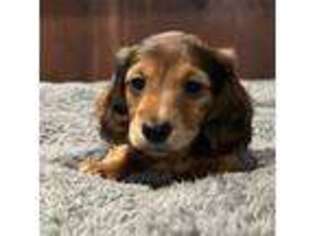 Dachshund Puppy for sale in Morriston, FL, USA
