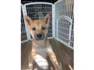 Shiba Inu Puppy for sale in Boston, MA, USA