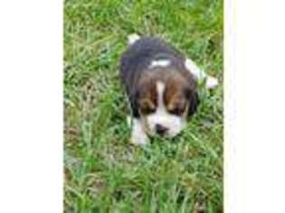 Beagle Puppy for sale in Fort Meade, FL, USA