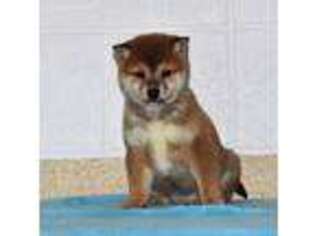 Shiba Inu Puppy for sale in Orrville, OH, USA