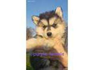 Siberian Husky Puppy for sale in Ottawa, OH, USA