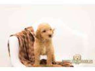 Goldendoodle Puppy for sale in Alton, IA, USA