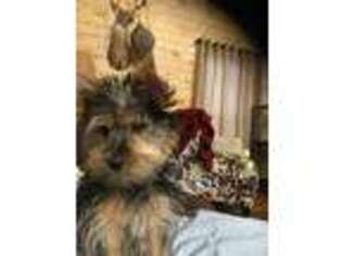 Yorkshire Terrier Puppy for sale in Columbia, MS, USA