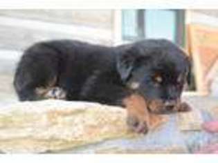 Rottweiler Puppy for sale in Silex, MO, USA