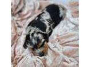 Dachshund Puppy for sale in Strasburg, VA, USA