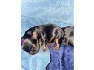 Yorkshire Terrier Puppy for sale in Grimes, IA, USA