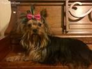 Yorkshire Terrier Puppy for sale in Hartford City, IN, USA