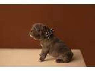 French Bulldog Puppy for sale in Duson, LA, USA