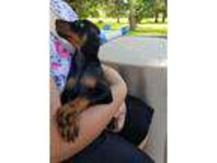 Doberman Pinscher Puppy for sale in Hewitt, MN, USA