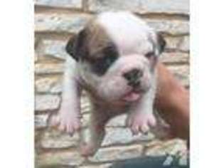 Bulldog Puppy for sale in LEXINGTON, TX, USA