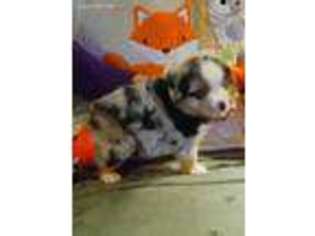 Miniature Australian Shepherd Puppy for sale in Hume, VA, USA