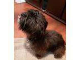 Shorkie Tzu Puppy for sale in South Bend, IN, USA