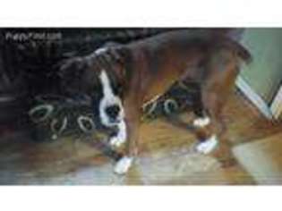 Boxer Puppy for sale in Keokuk, IA, USA