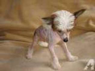 Chinese Crested Puppy for sale in KISSIMMEE, FL, USA