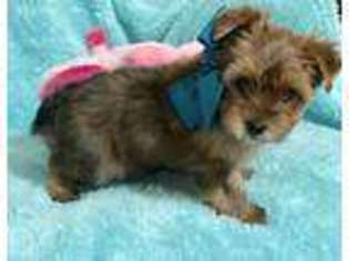 Yorkshire Terrier Puppy for sale in Thorndale, TX, USA