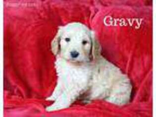 Goldendoodle Puppy for sale in Fruitland, UT, USA