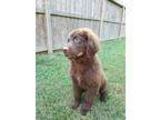 Newfoundland Puppy for sale in Huffman, TX, USA