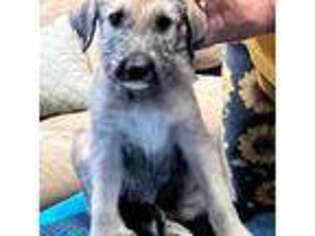 Irish Wolfhound Puppy for sale in Saint Joseph, MO, USA
