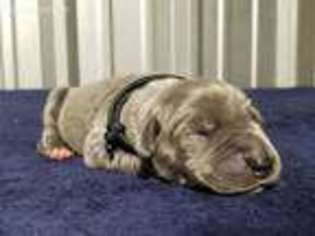 Great Dane Puppy for sale in Brenham, TX, USA
