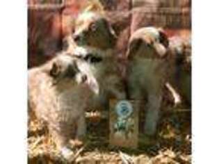 Miniature Australian Shepherd Puppy for sale in Garden Valley, ID, USA