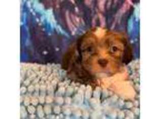 Shih-Poo Puppy for sale in Bel Air, MD, USA