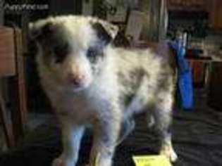 Border Collie Puppy for sale in Glencoe, MN, USA