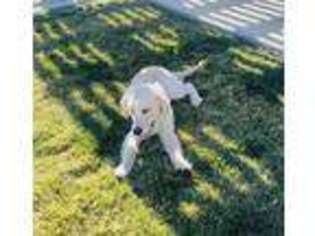 Mutt Puppy for sale in Barstow, CA, USA