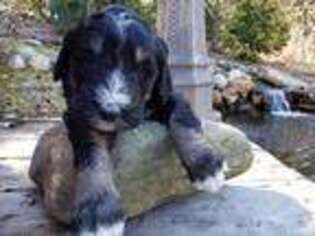 Mutt Puppy for sale in Herndon, PA, USA