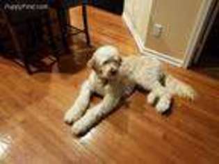 Goldendoodle Puppy for sale in North Tonawanda, NY, USA