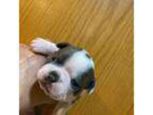 Boston Terrier Puppy for sale in Denver, CO, USA