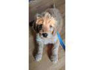 Goldendoodle Puppy for sale in Eyota, MN, USA