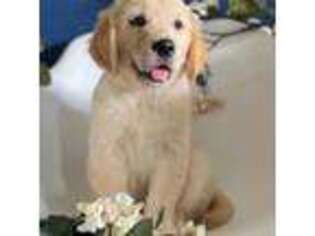 Golden Retriever Puppy for sale in Topeka, IN, USA