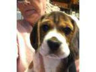 Beagle Puppy for sale in Hendersonville, NC, USA
