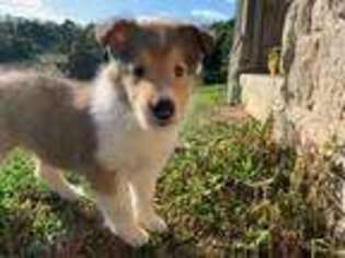 Collie Puppy for sale in Montoursville, PA, USA