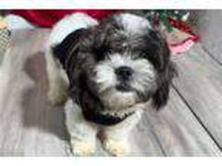 Shih-Poo Puppy for sale in Joplin, MO, USA