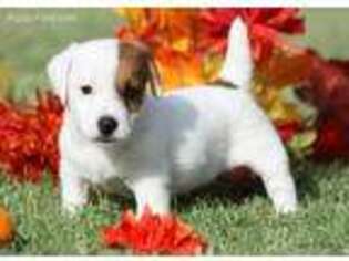 Jack Russell Terrier Puppy for sale in Henrietta, TX, USA