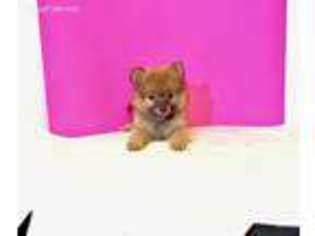 Pomeranian Puppy for sale in Orange, CA, USA