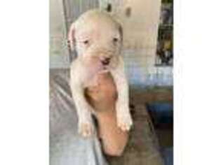 Dogo Argentino Puppy for sale in Perris, CA, USA