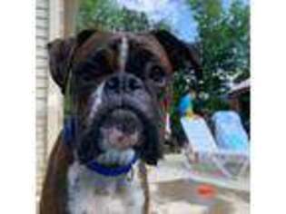 Boxer Puppy for sale in Linwood, NC, USA