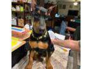 Doberman Pinscher Puppy for sale in Dover, NC, USA