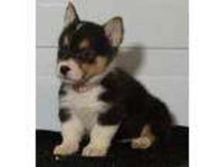 Pembroke Welsh Corgi Puppy for sale in Fountain City, IN, USA