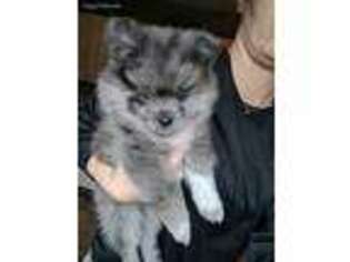 Pomeranian Puppy for sale in Lancaster, SC, USA