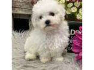 Bichon Frise Puppy for sale in Shipshewana, IN, USA